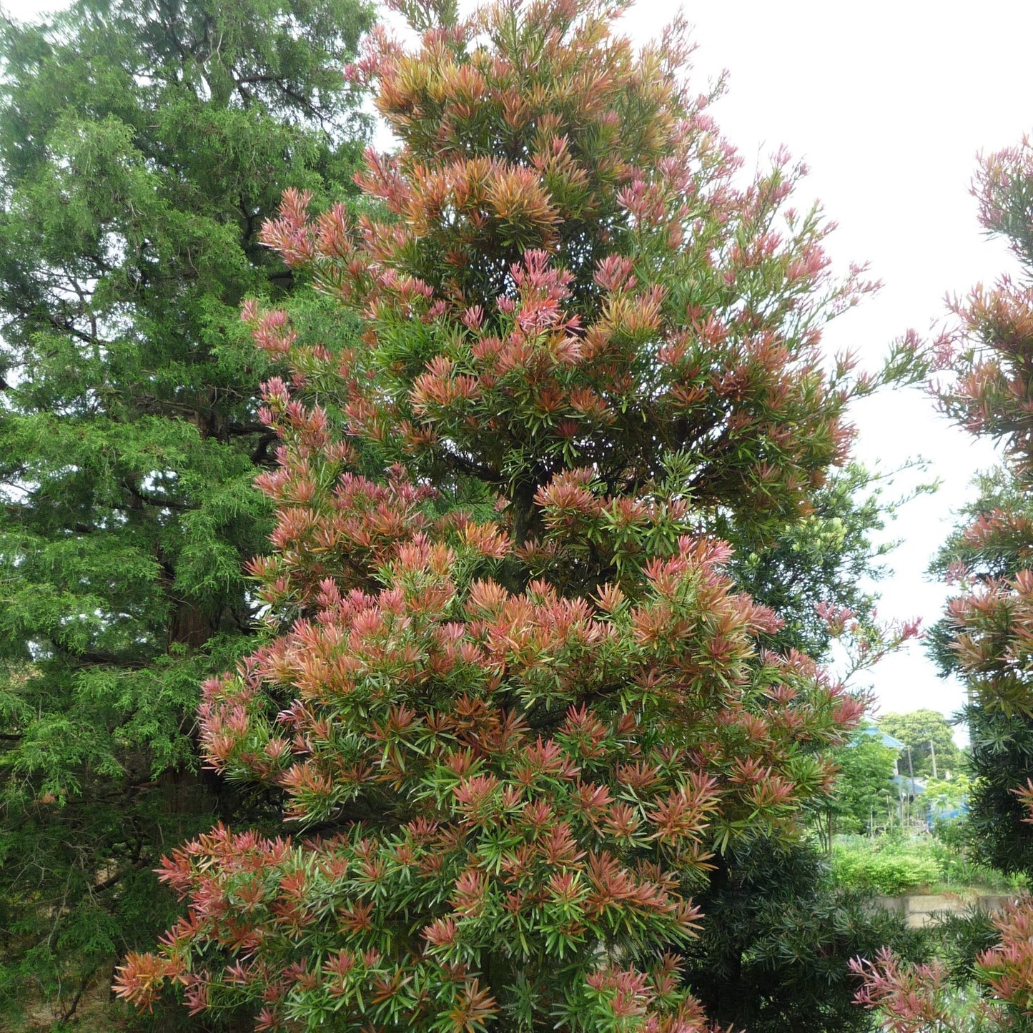 Podocarpus macrophyllus 'Sosa' PP28583 Mood Ring® Podocarpus 3g