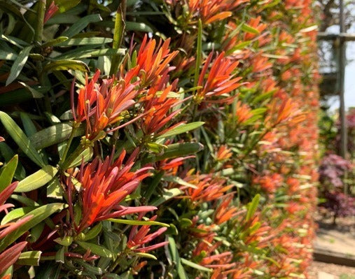 Podocarpus macrophyllus 'Sosa' PP28583 Mood Ring® Podocarpus 3g