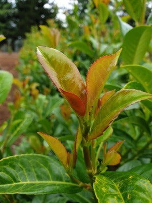 Prunus laurocerasus ‘Jong1’ PP29889 Volcano Dwarf Cherry Laurel