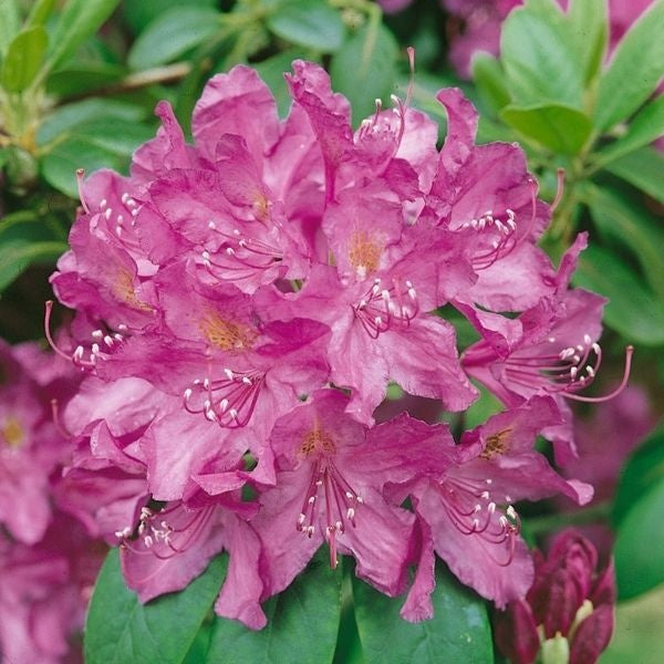 Rhododendron 'Purpureum Elegans' Purpureum Elegans Rhododendron