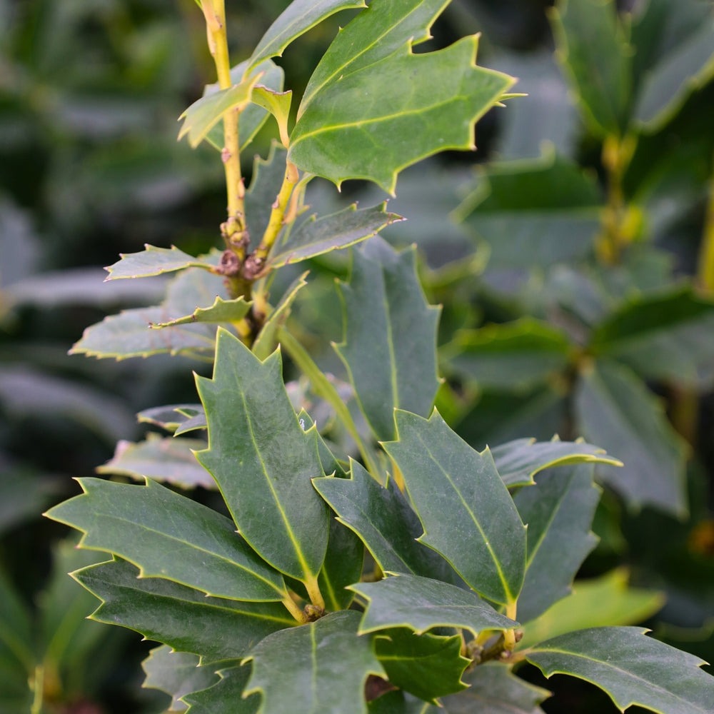 Ilex x 'Magland' PP14417 Oakland® Holly