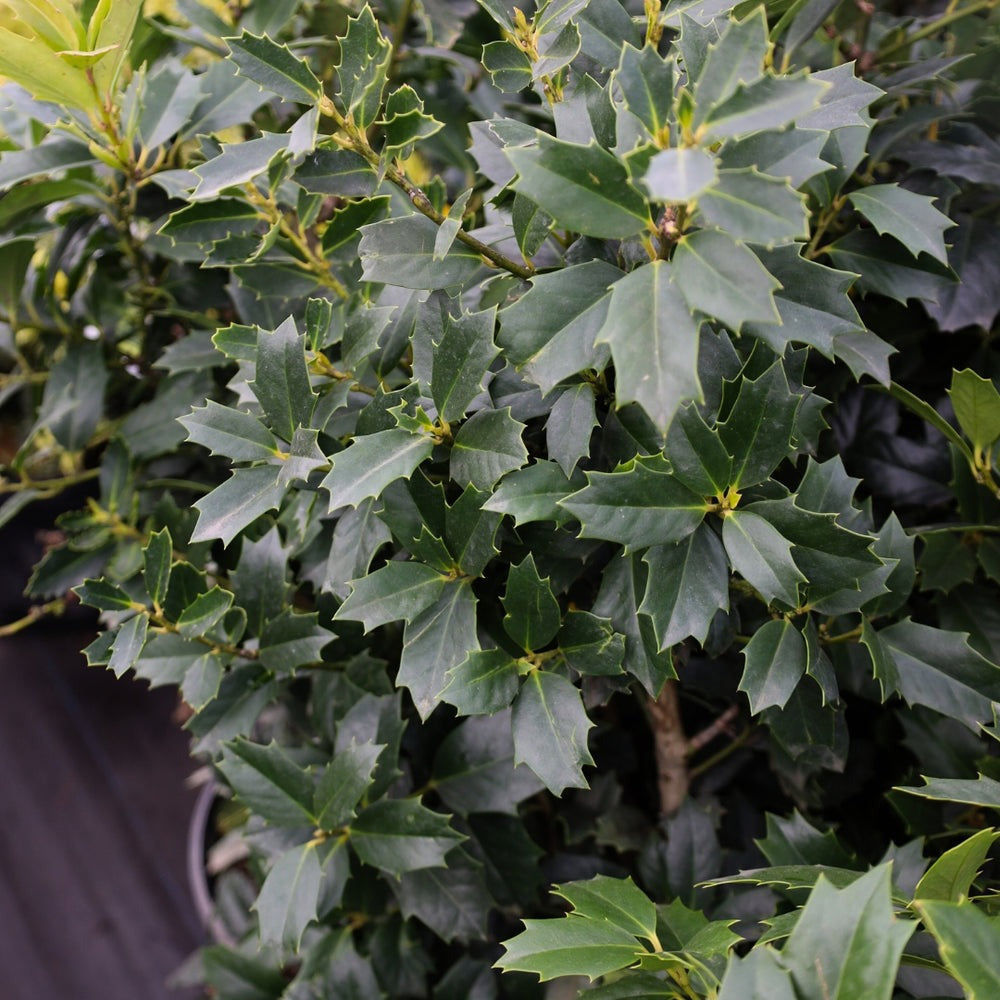 Ilex x 'Magland' PP14417 Oakland® Holly