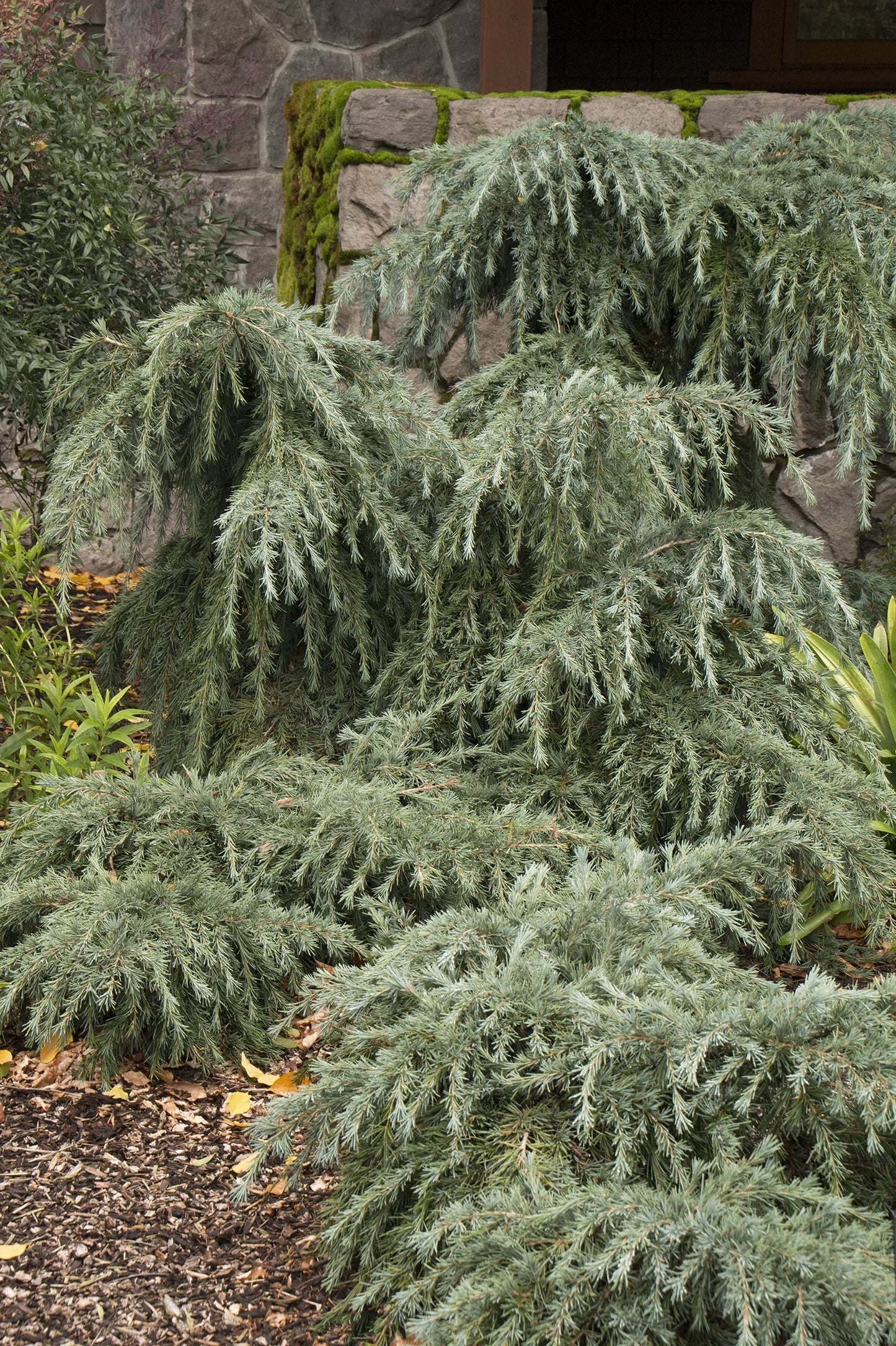 Cedrus deodara 'Feelin' Blue' Feelin' Blue Deodar Cedar Tree Form 10g STD