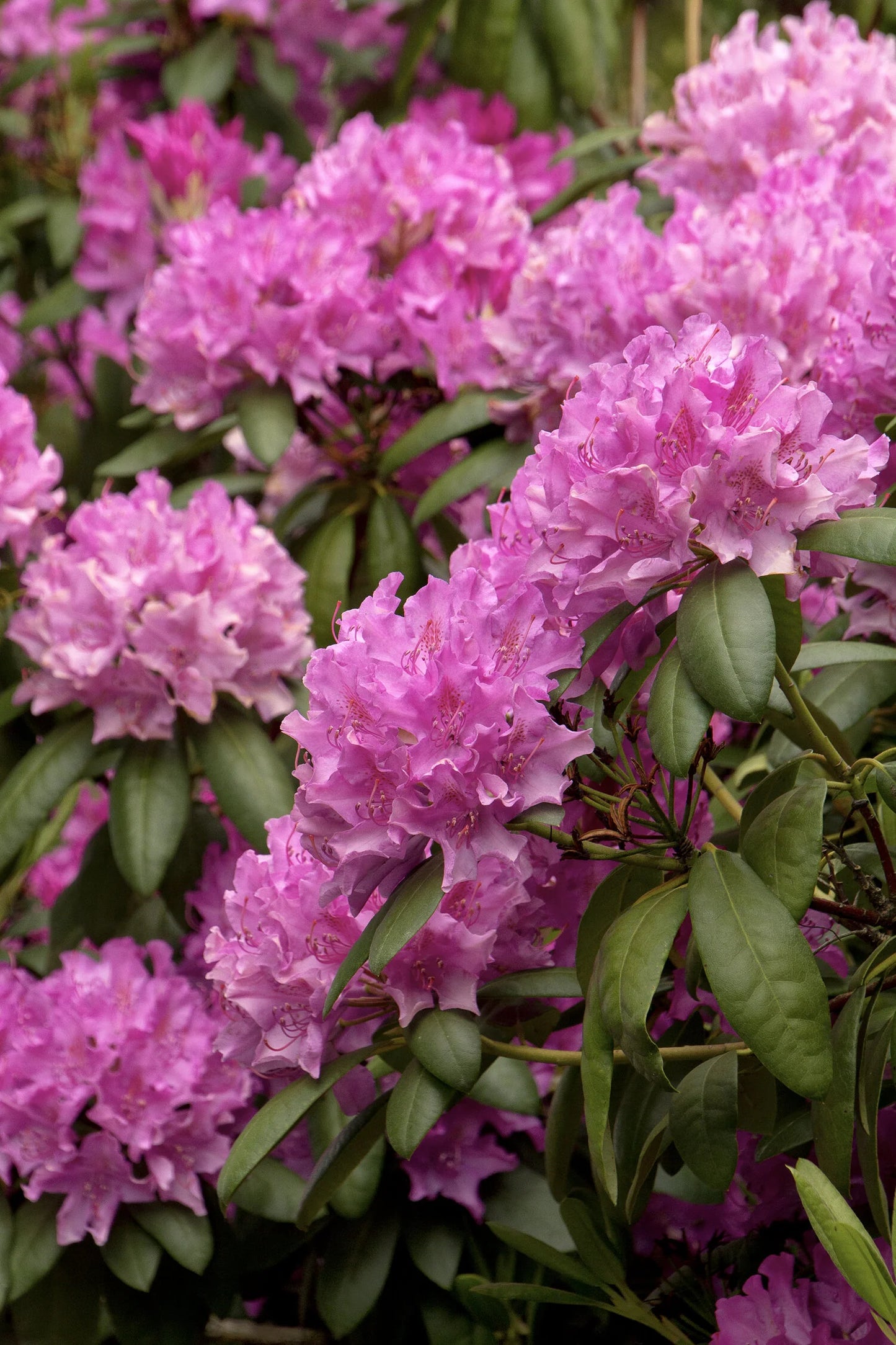 Rhododendron x 'Roseum Elegans' Roseum Elegans Rhododendron