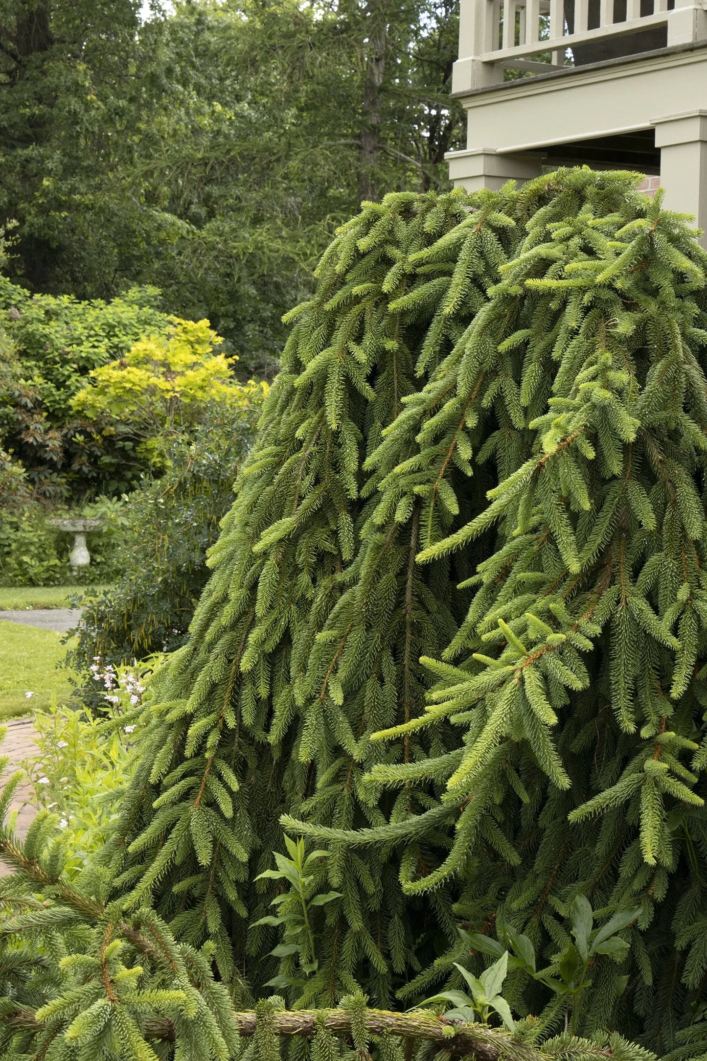 Picea abies 'Pendula' Weeping Norway Spruce