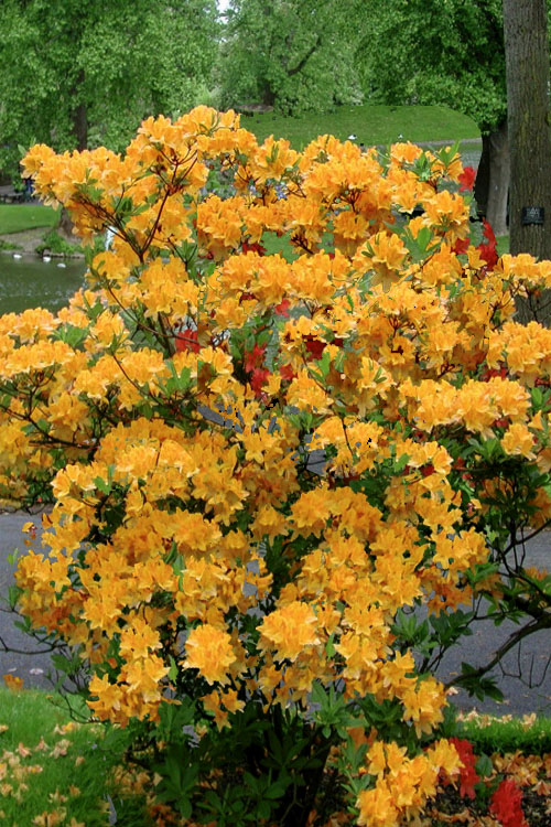 Rhododendron x 'Klondyke' Klondyke Azalea Deciduous 6 Gallon
