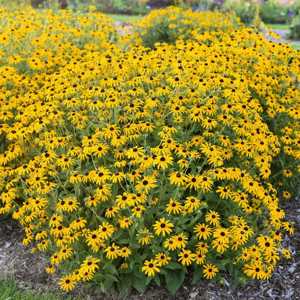 Rudbeckia hybrid PP36594 Treasure Trove Black-Eyed Susan 1g