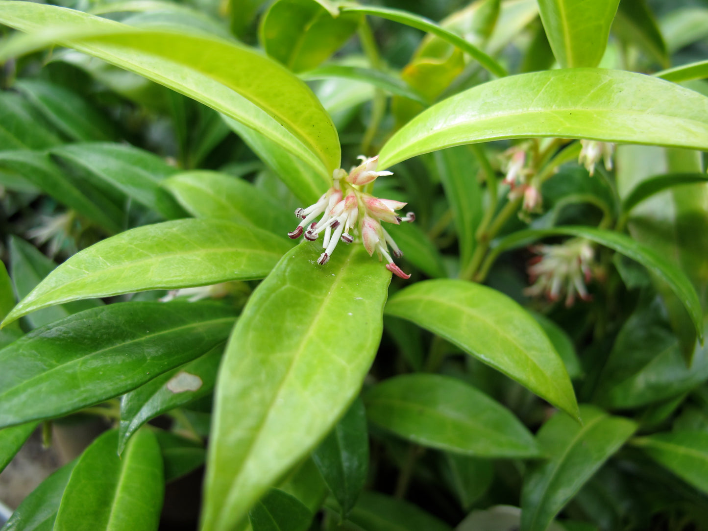 Sarcococca hook. var. humilis 'Sarsid1' PP19942 Fragrant Valley™ Sweetbox