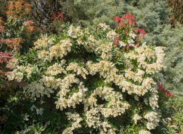 Pieris japonica 'Cavatine' Cavatine Japanese Pieris