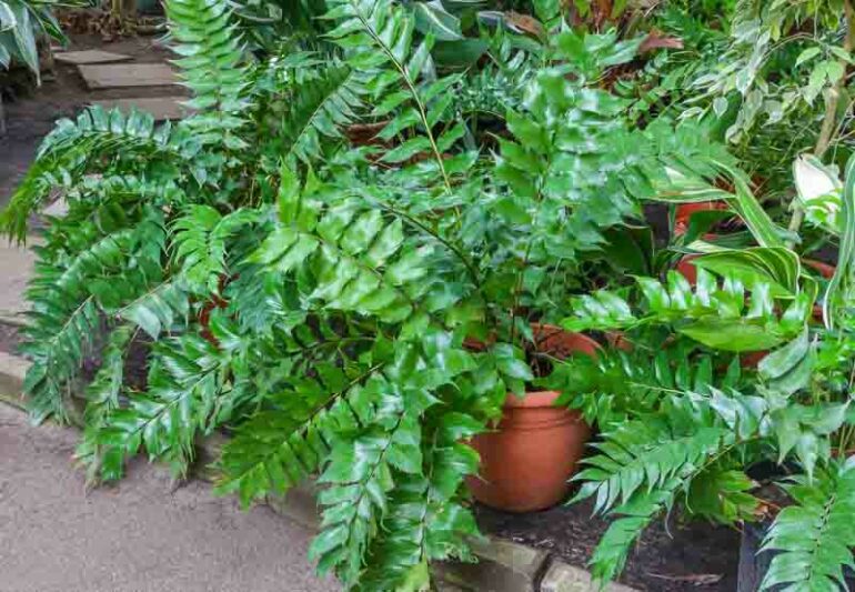 Fern- Cyrtomium falcatum Holly Fern 1g