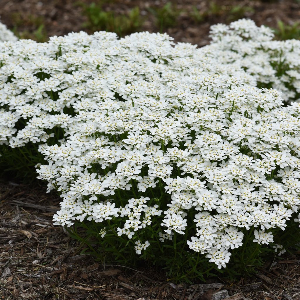 Iberis sempervirens 'Snowsation' Snowsation Evergreen Candytuft 1 Gallon