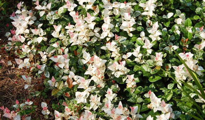 Trachelospermum asiaticum 'HOSNS' Snow-N-Summer™ Asiatic Jasmine 1g