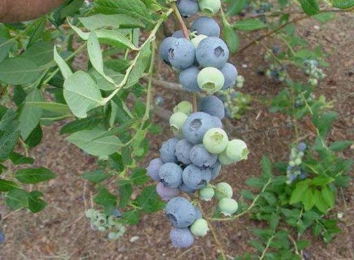 Camellia Highbush Blueberry 3 Gallon