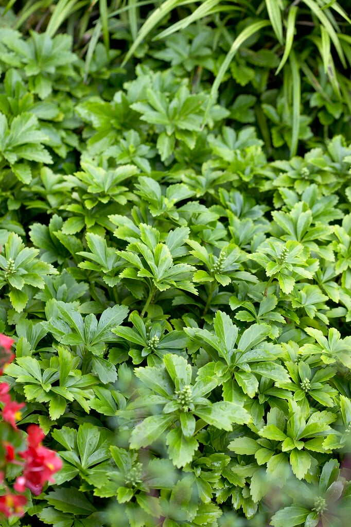 Pachysandra terminalis Pachysandra
