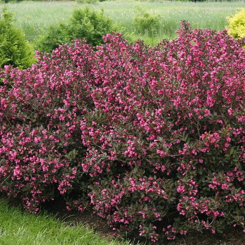 Weigela florida 'Alexandra' PP10772 Wine & Roses® Weigela 3g