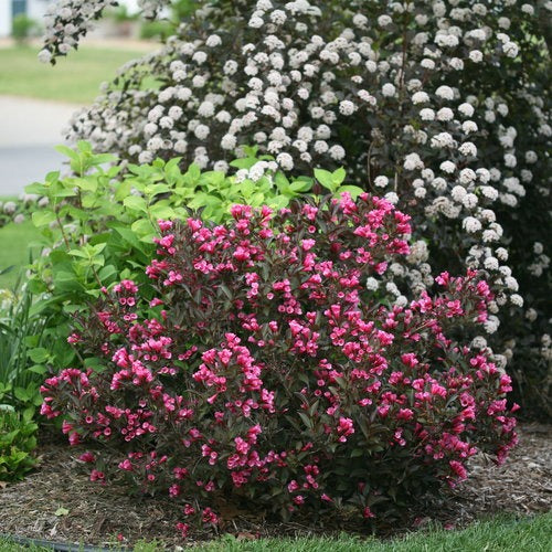 Weigela florida 'Alexandra' PP10772 Wine & Roses® Weigela 3g