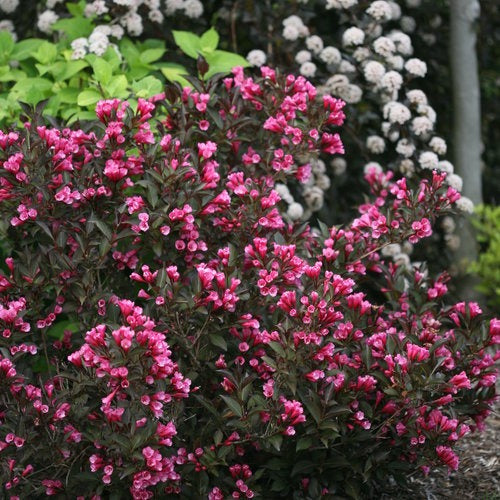 Weigela florida 'Alexandra' PP10772 Wine & Roses® Weigela 3g
