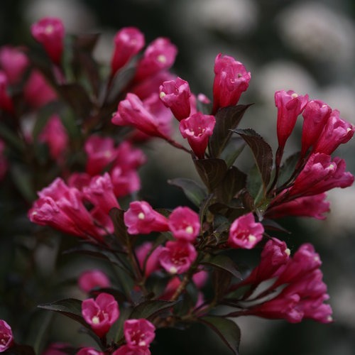 Weigela florida 'Alexandra' PP10772 Wine & Roses® Weigela 3g
