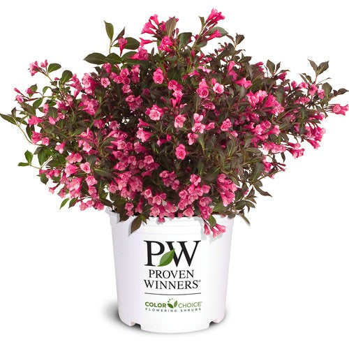 Weigela florida 'Alexandra' PP10772 Wine & Roses® Weigela 3g