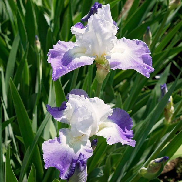 Iris germanica 'Clarance' Clarance Bearded Iris 2 Gallon