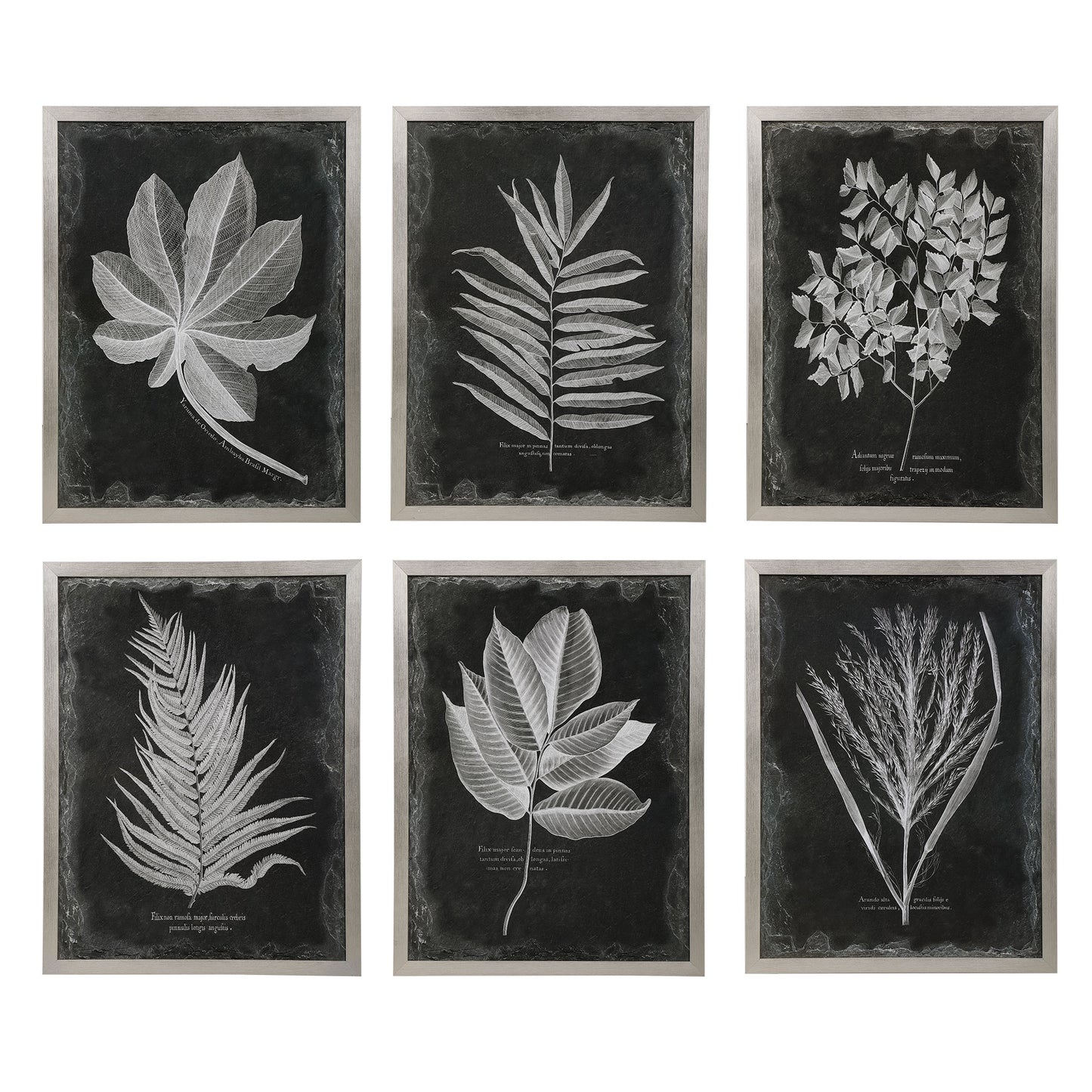Uttermost 33671 Foliage Framed Prints, S/6