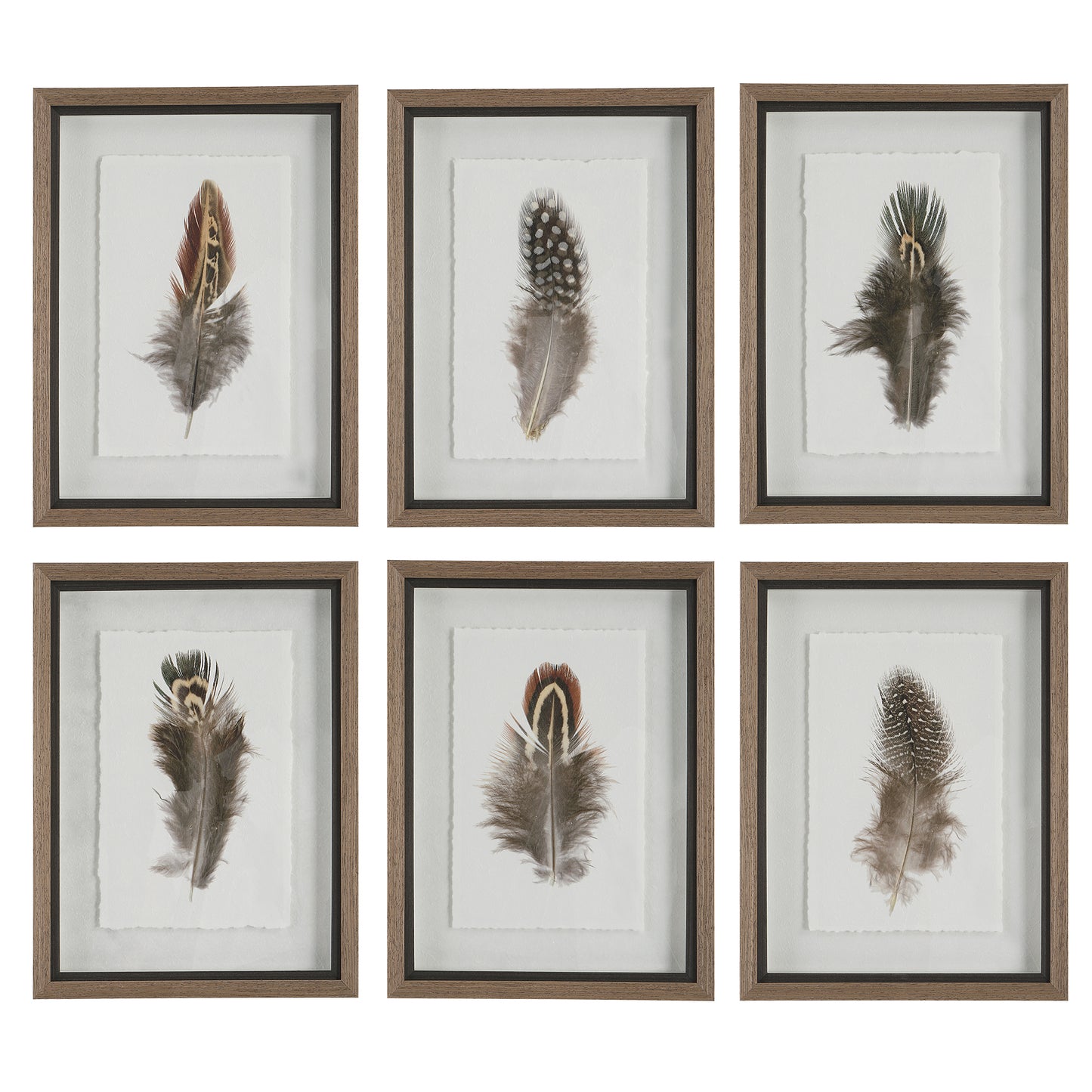 Uttermost 41460 Birds Of A Feather Framed Prints, S/6