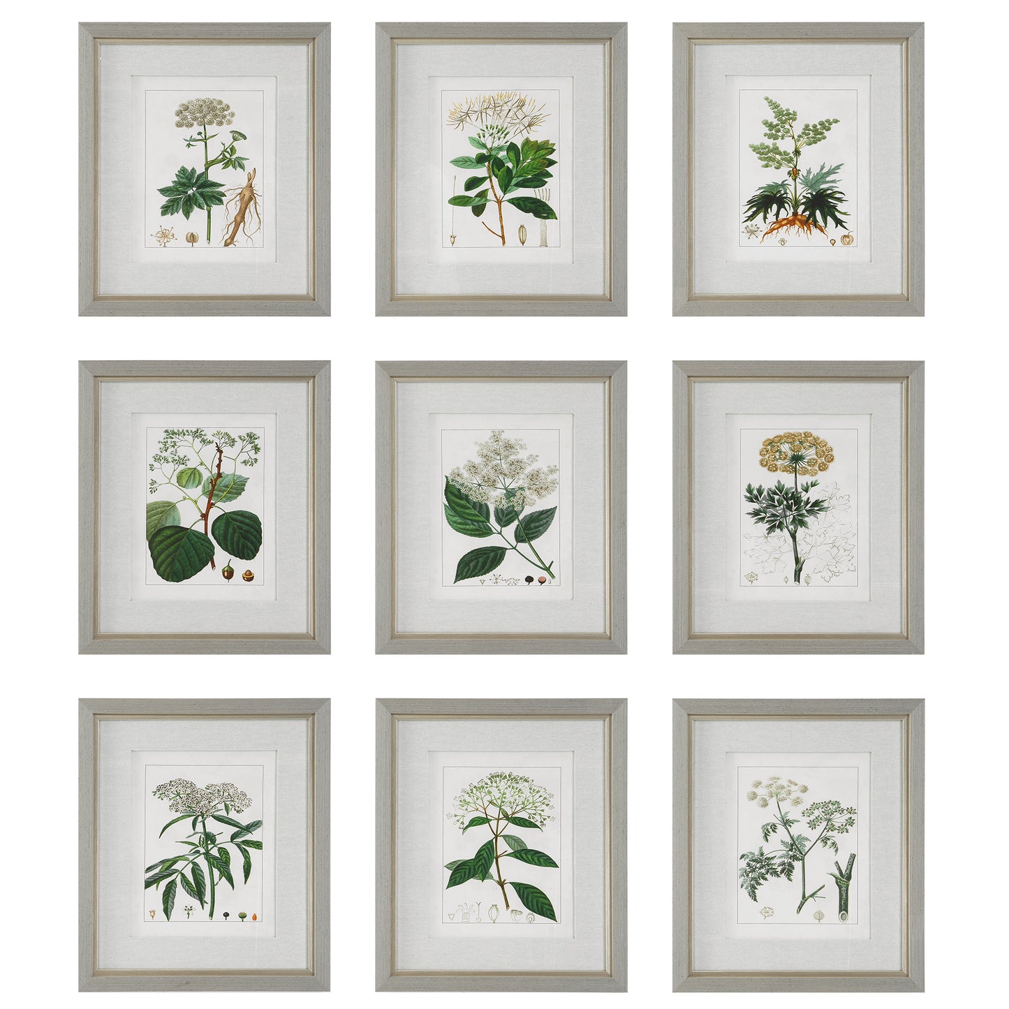 Uttermost 41466 Antique Botanicals Framed Prints, S/9