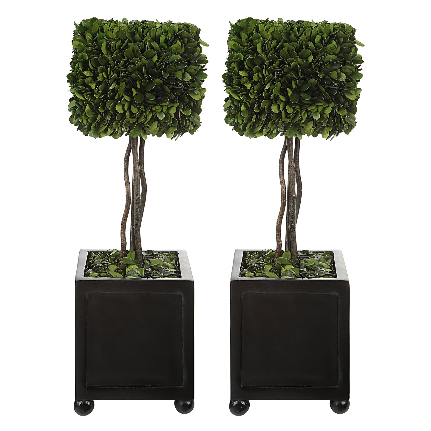 Uttermost 60187 Preserved Boxwood Square Topiaries, S/2