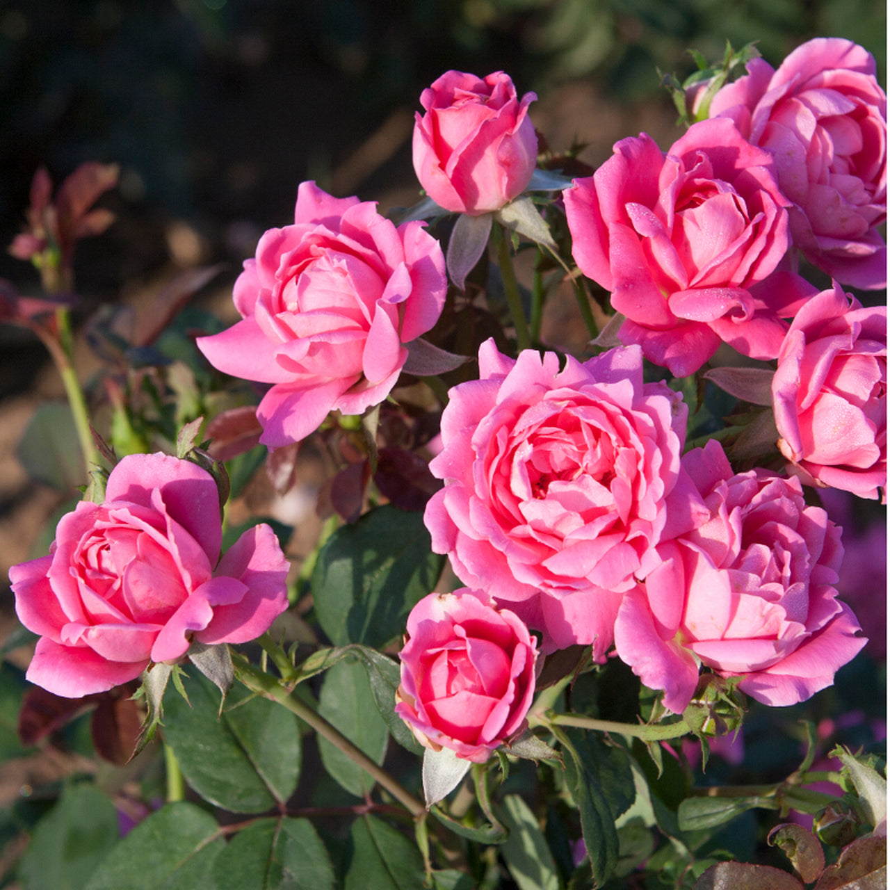 Rose – Pink Double Knock Out® 3 Gallon (Rosa 'Radtkopink')