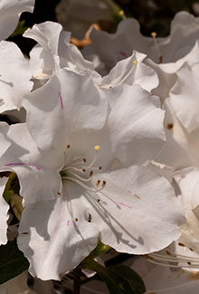 Encore® Azalea – Autumn Lily™ 3g (Rhododendron 'Roblex' PP25073)