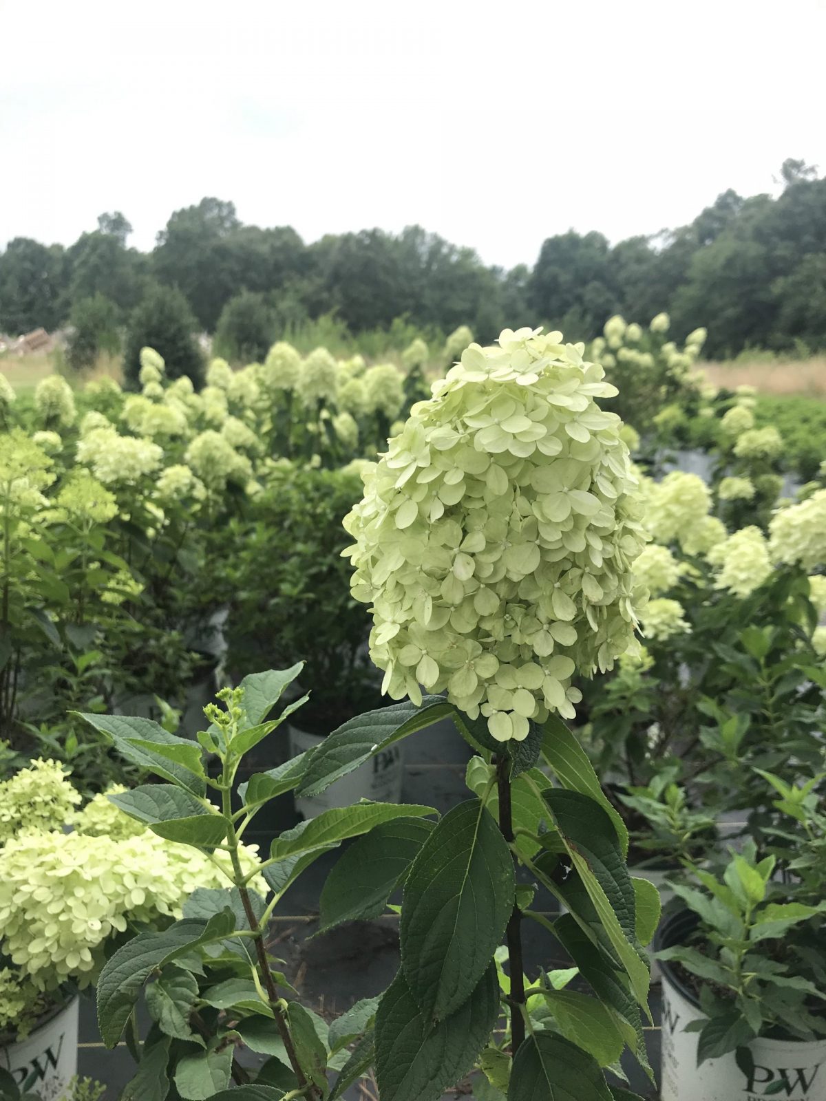 Limelight Hardy Hydrangea
