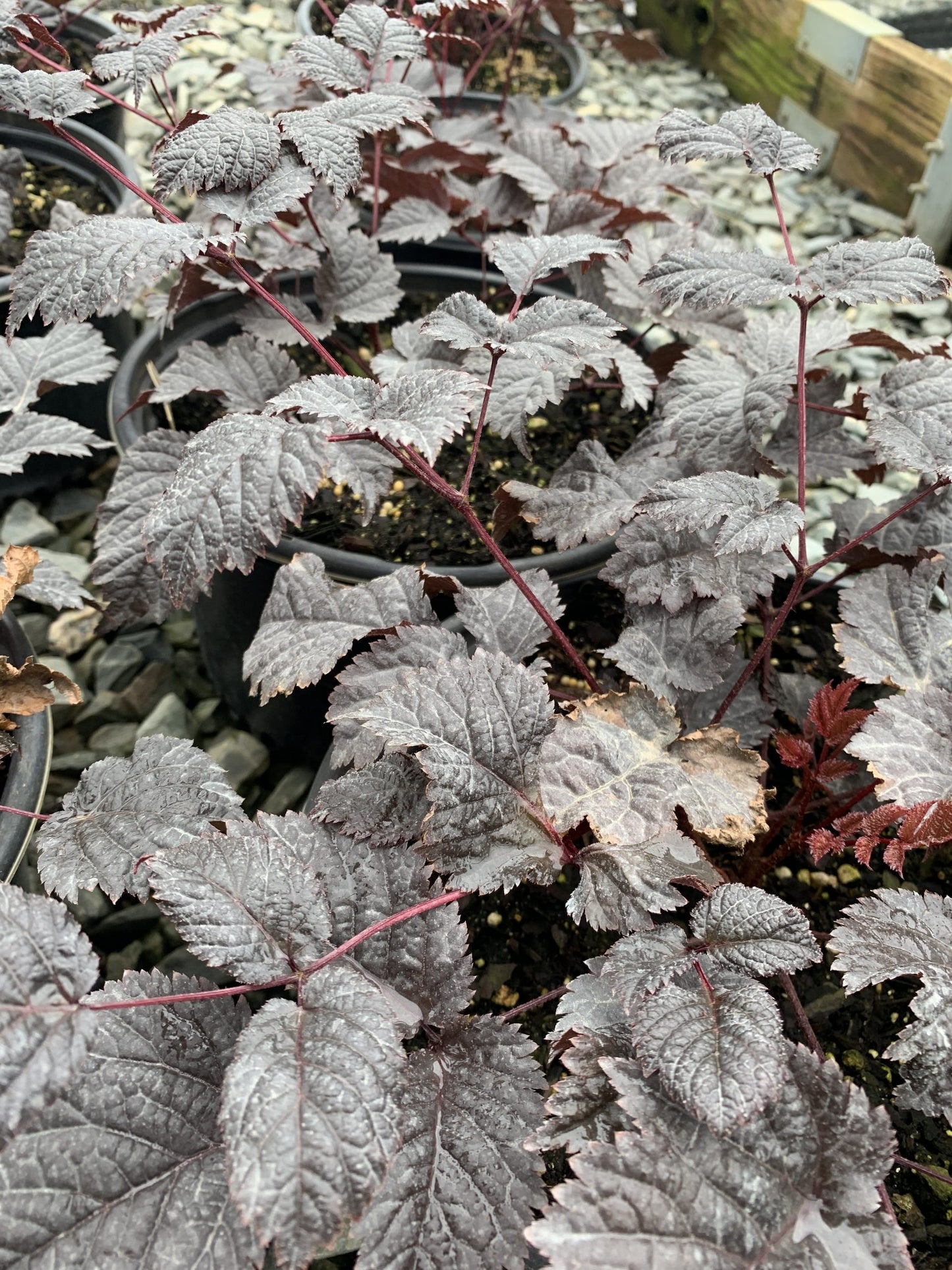 Astilbe Chocolate Shogun 2 Gallon (Astilbe x arendsii 'Chocolate Shogun' PP26430)
