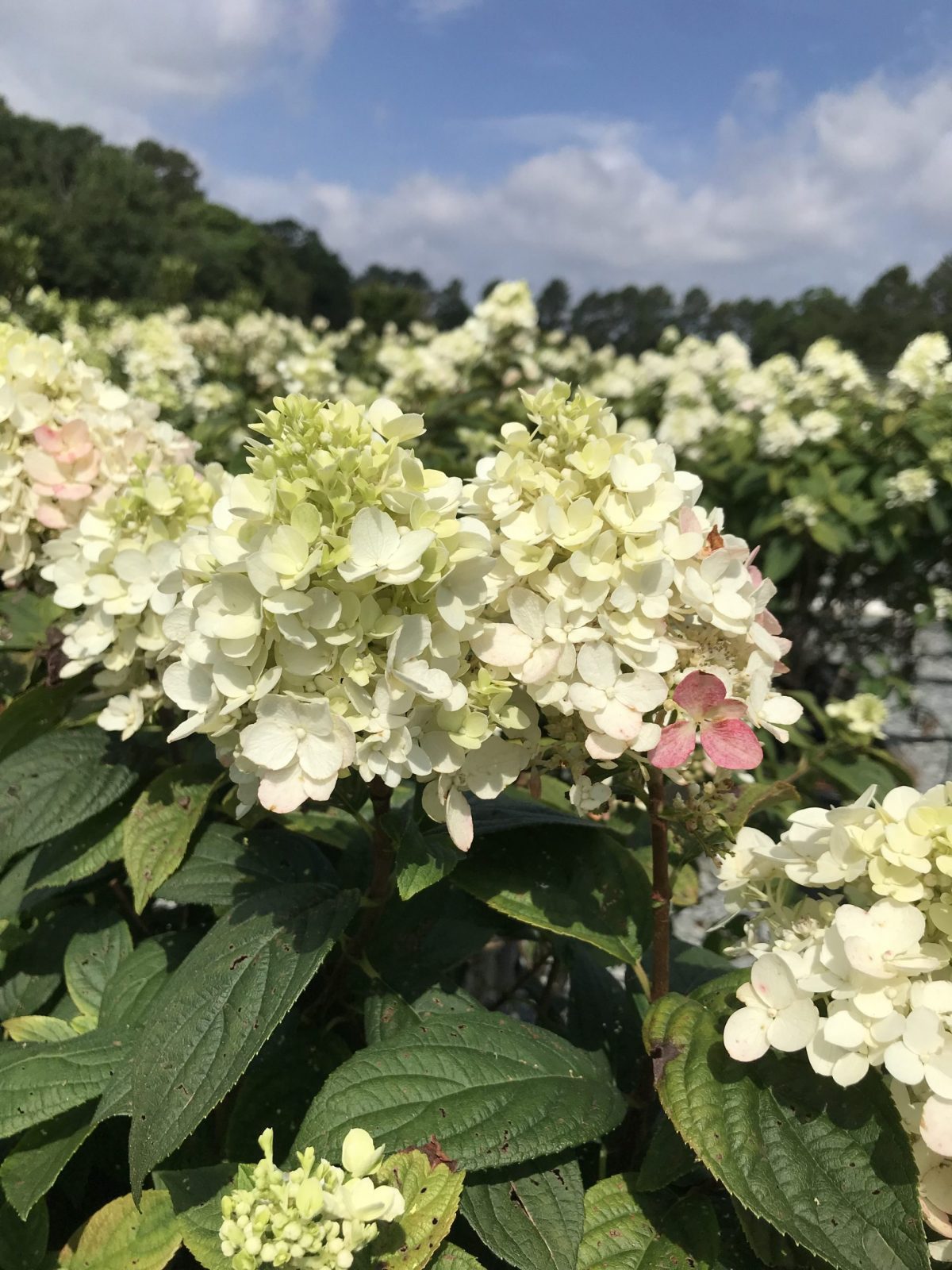 Fire Light ® Hydrangea 3 Gallon