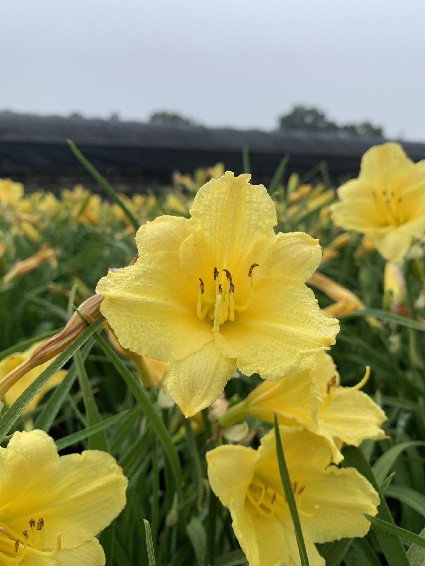 Daylily Happy Returns 1 Gallon (Hemerocallis 'Happy Returns')