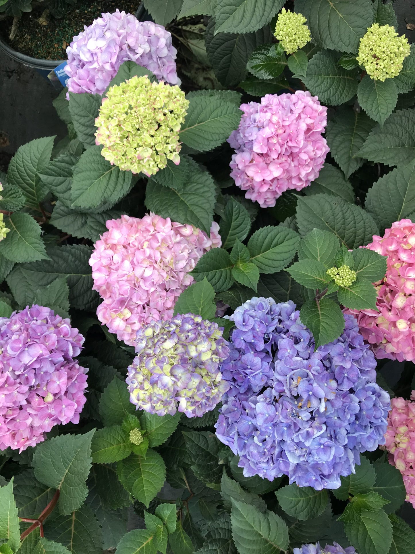Endless Summer® The Original Hydrangea 3 Gallon