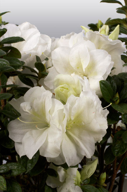 Encore® Azalea – Autumn Moonlight™ 3g (Rhododendron 'Mootum' PP18416 )