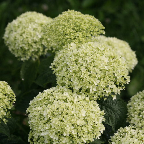 Hydrangea – Invincibelle Limetta® 3 Gallon