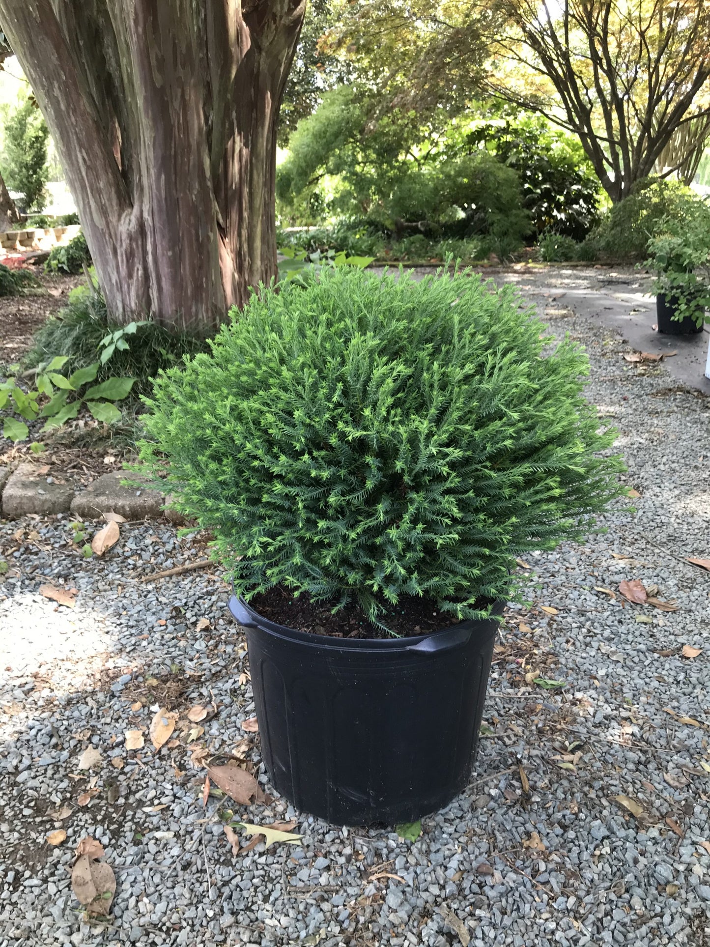 Arborvitae Mr. Bowling Ball 3g (Thuja occ. 'Bobozam')