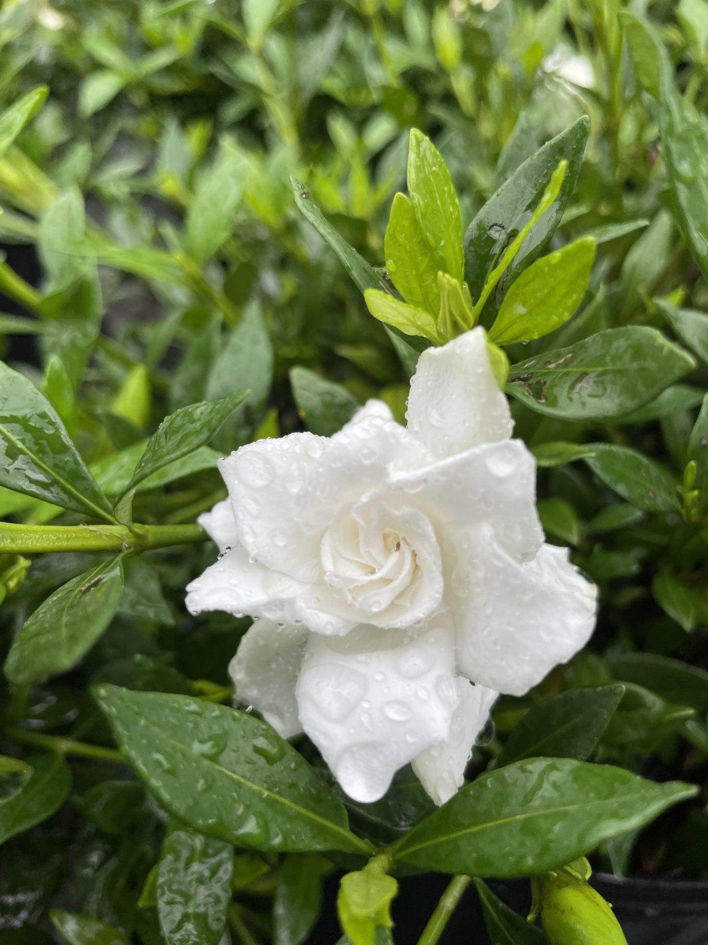 August Beauty Gardenia 3 Gallon