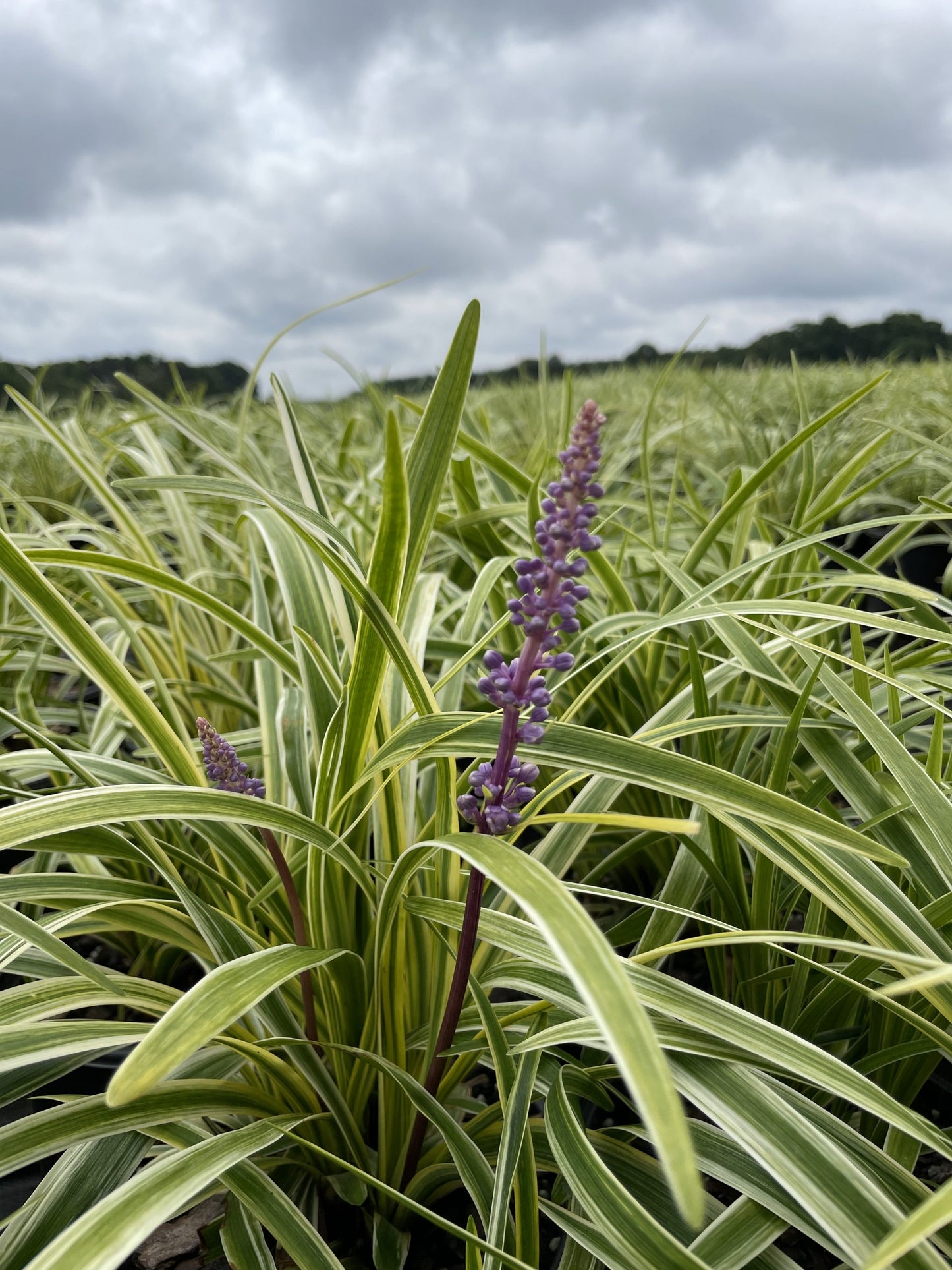 Lilyturf – Silvery Sunproof 1 Gallon (Liriope muscari 'Silvery Sunproof')