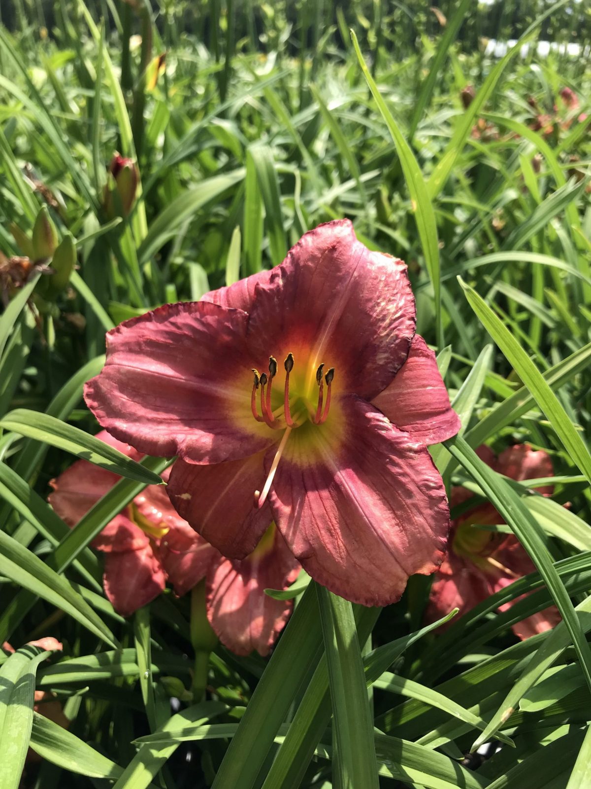 Daylily Rosy Returns 1g (Hemerocallis 'Rosy Returns')