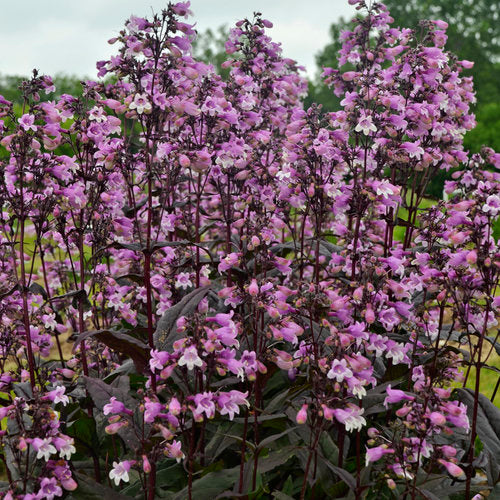 Beardtongue Midnight Masquerade 1 Gallon (Penstemon 'Midnight Masquerade' PP29603)