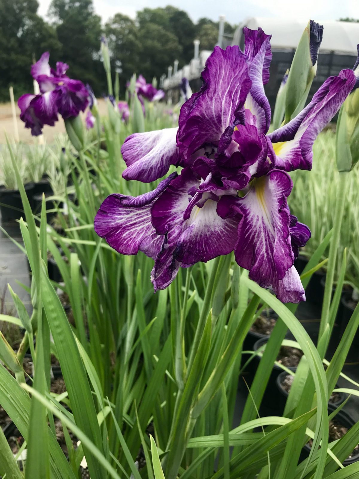 Iris Lion King 1 Gallon (Iris ensata 'Lion King')