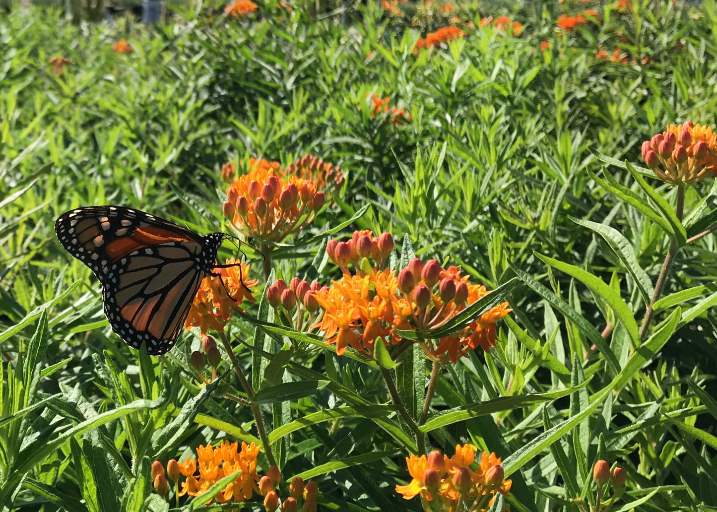Butterfly Milkweed 1 Gallon (Asclepias tuberosa)