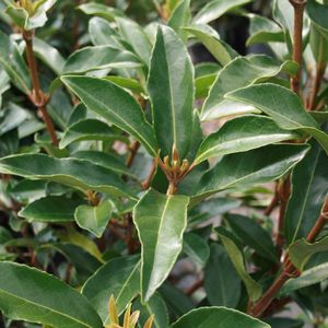 Viburnum – Chindo (Viburnum awabuki 'Chindo')