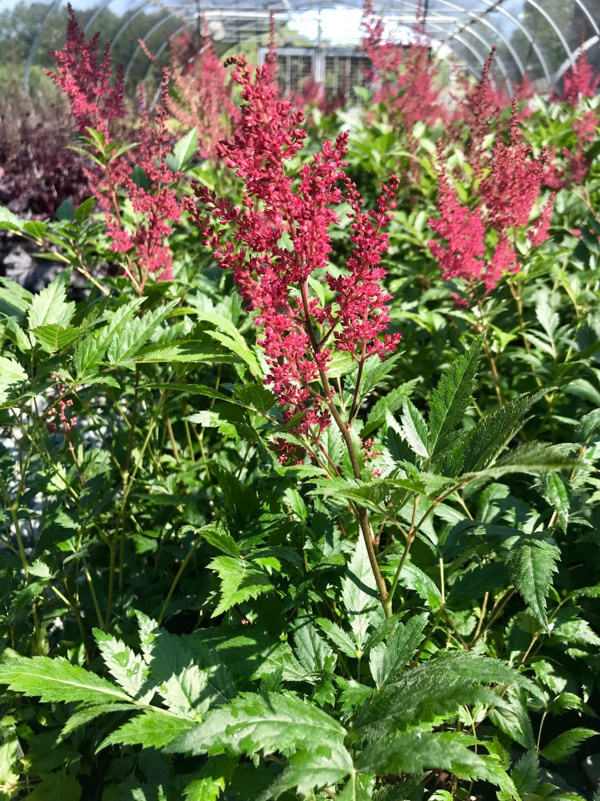 Astilbe Montgomery 2 Gallon (Astilbe japonica 'Montgomery')