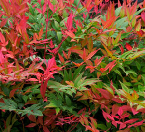 Nandina Obession 3 Gallon (Nandina domestica 'Seika' PP21891)