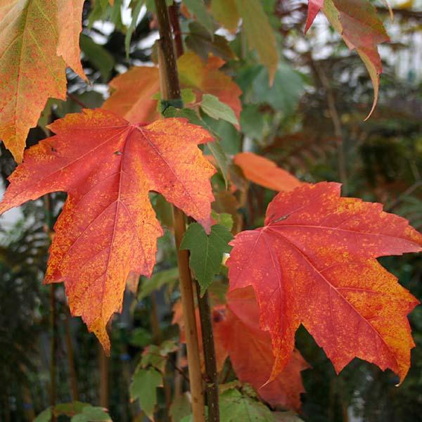 Acer rubrum 'Franksred' Red Sunset® Red Maple