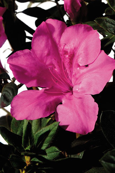 Encore® Azalea – Autumn Sangria™ 3g (Rhododendron 'Roblee' PP15077)
