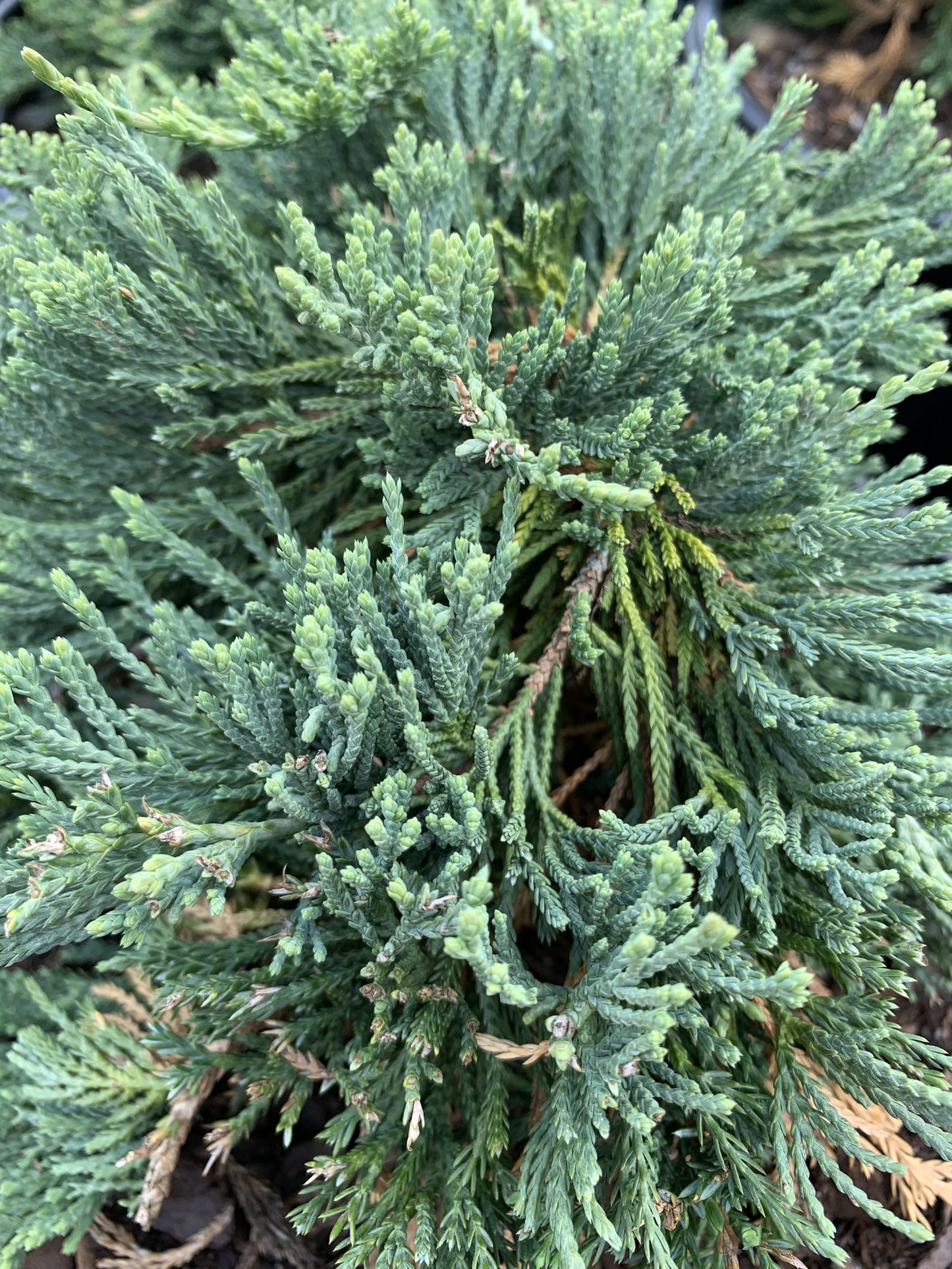 Juniper Blue Rug 3 Gallon (Juniperus horizontalis 'Blue Rug')